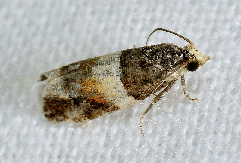 Tortricidae misterioso;  Lobesia abscisana